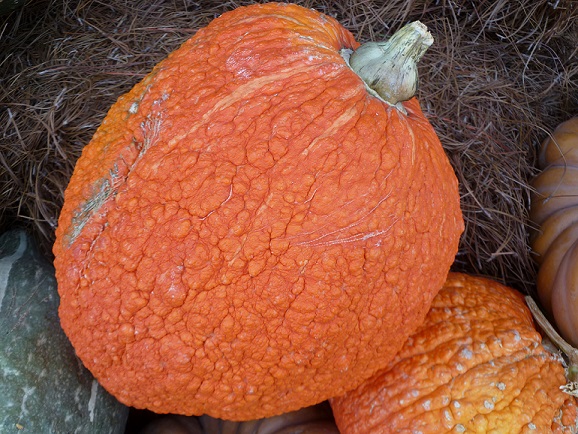 A pumpkin with a bumpy skin