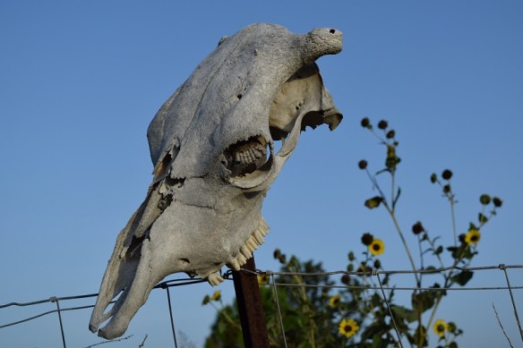 Skull, wasp nest and sunflowers
