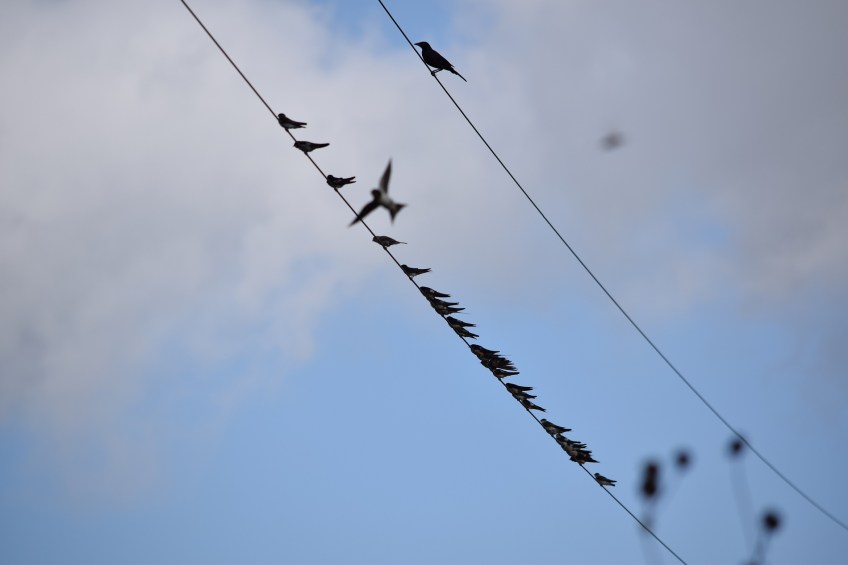 Two utility wires, one with about 20 swallows sitting on it, the other wire has one grackle sitting on it