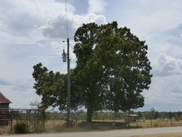 A tree trimmed so that all the branches on one side are gone so they don't touch the utility wires or pole