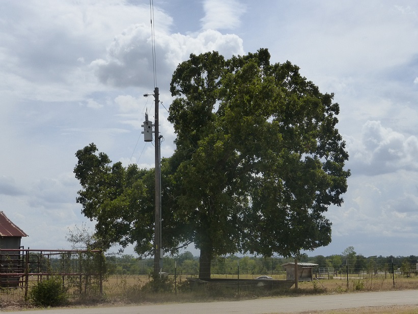 A tree trimmed so that all the branches on one side are gone so they don't touch the utility wires or pole