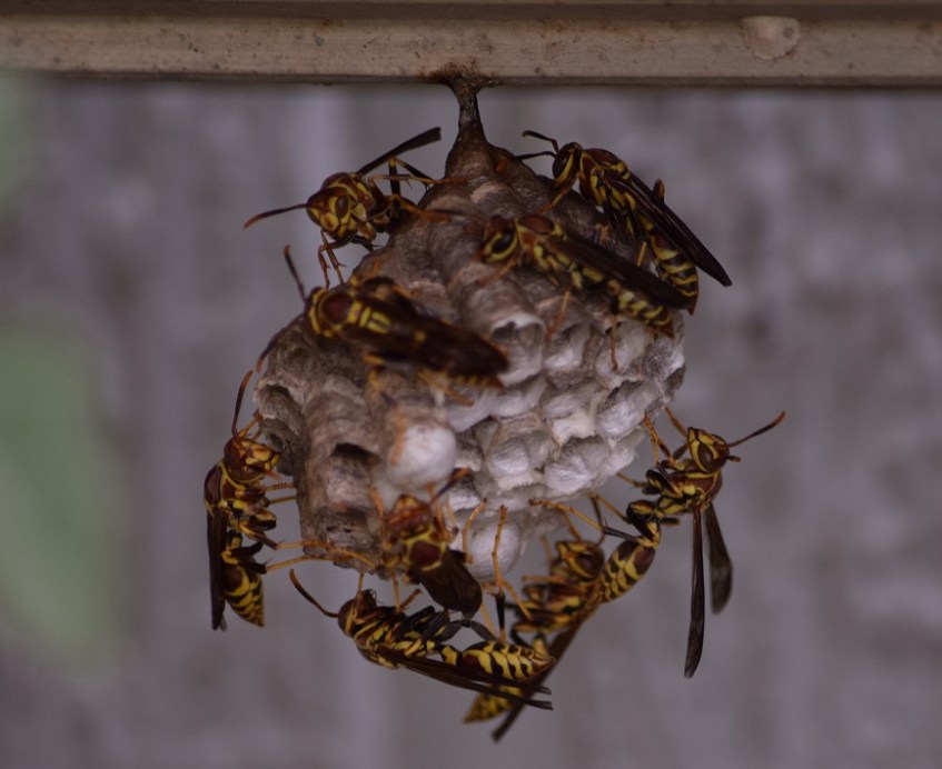 Wasp nest