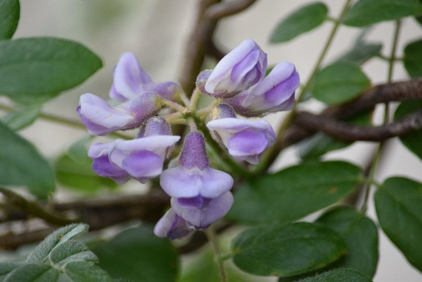 Wisteria lavender bloom