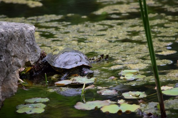 Pond turtle at the Zilker Botanical Garden