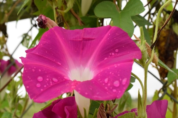 Fuchsia morning glory with raindrops on the petals