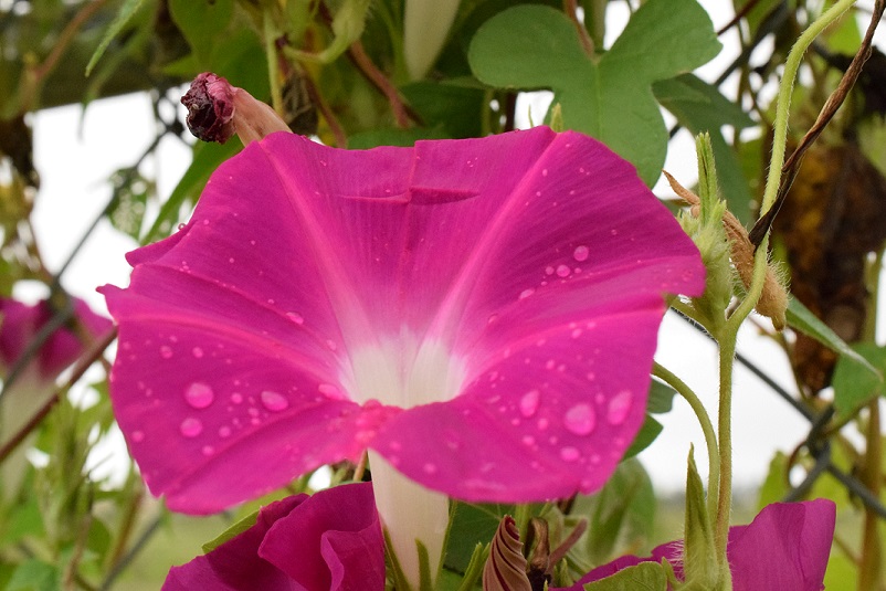 Fuchsia morning glory with raindrops on the petals