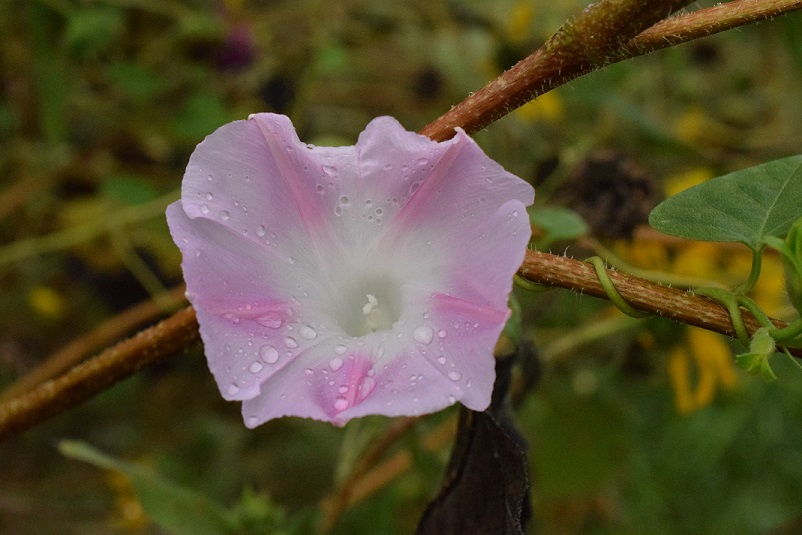 Pink morning glory with raindrops on the petals