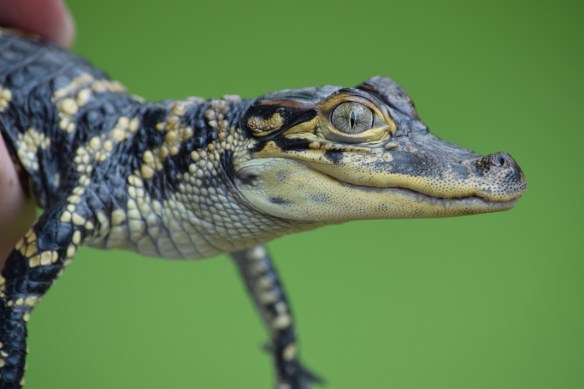 Baby alligator held by an employee of the Houston Museum of Natural Science