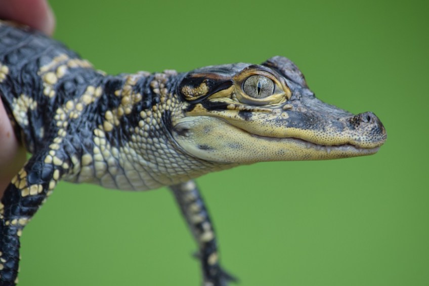 Baby alligator held by an employee of the Houston Museum of Natural Science