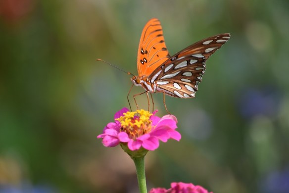 A gulf fritillary butterfly on a pink and yellow flower