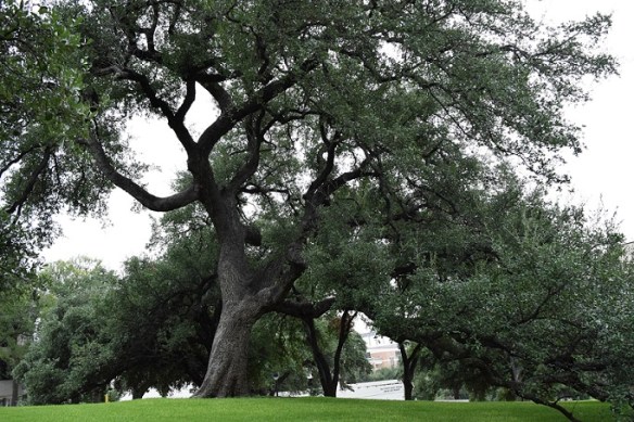 An old, old oak tree