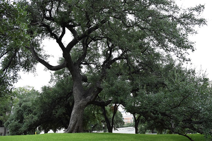 An old, old oak tree