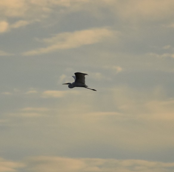 A great egret in flight