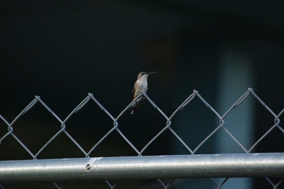 A hummingbird sitting on a wire fence