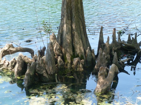 Tree roots sticking up in a pond