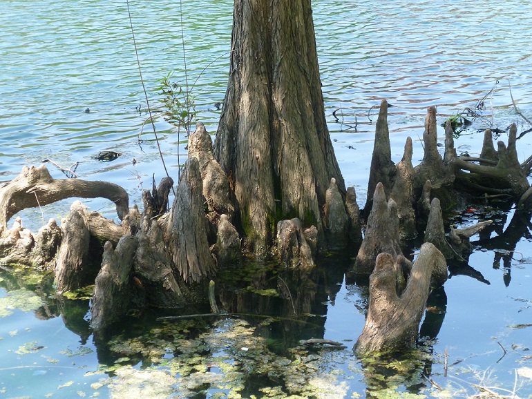 Tree roots sticking up in a pond