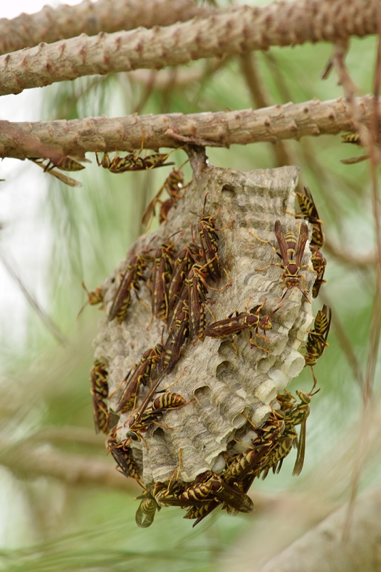 A wasp nest with wasps in a pine tree