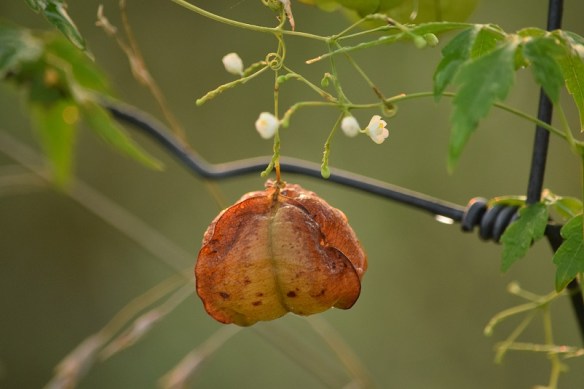 Some kind of weed pod and its flowers