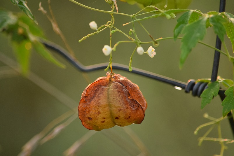 Some kind of weed pod and its flowers