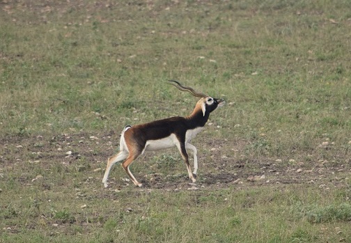 Blackbuck Antelope