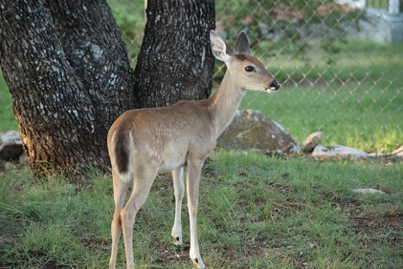 A young white-tailed deer with some spots