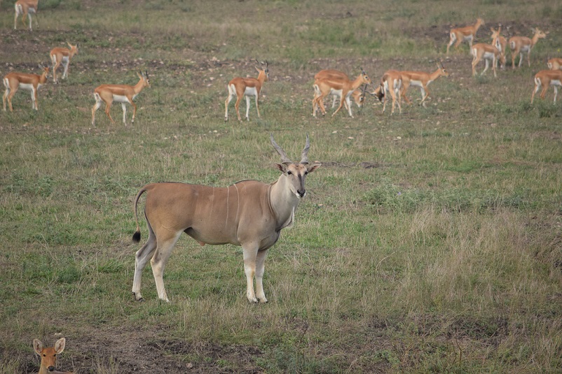 Eland