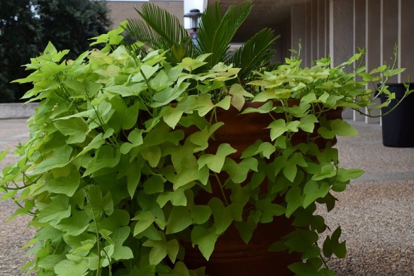 A potato vine plant cascading down the side of a large planter