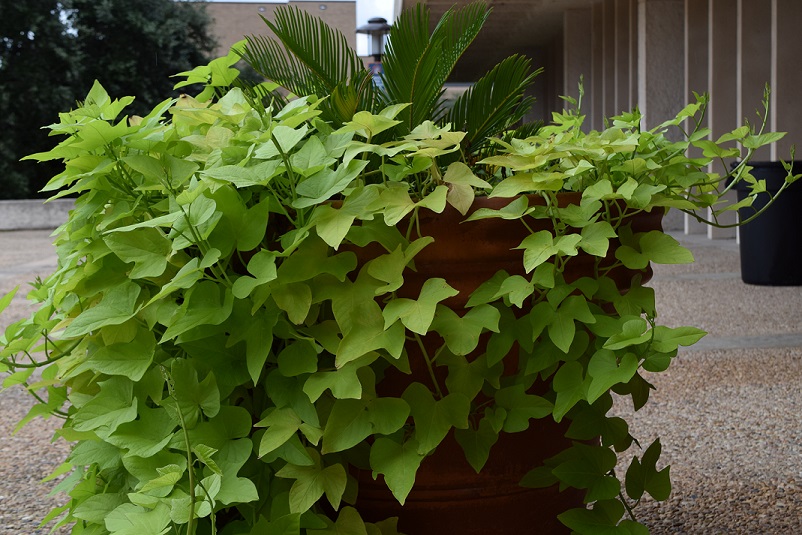 A potato vine plant cascading down the side of a large planter