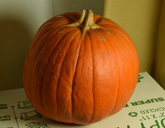 The pumpkin as a model for my sketch
