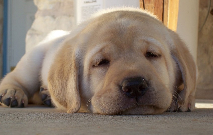 A yellow Labrador puppy, very tire, can't hardly keep his eyes open