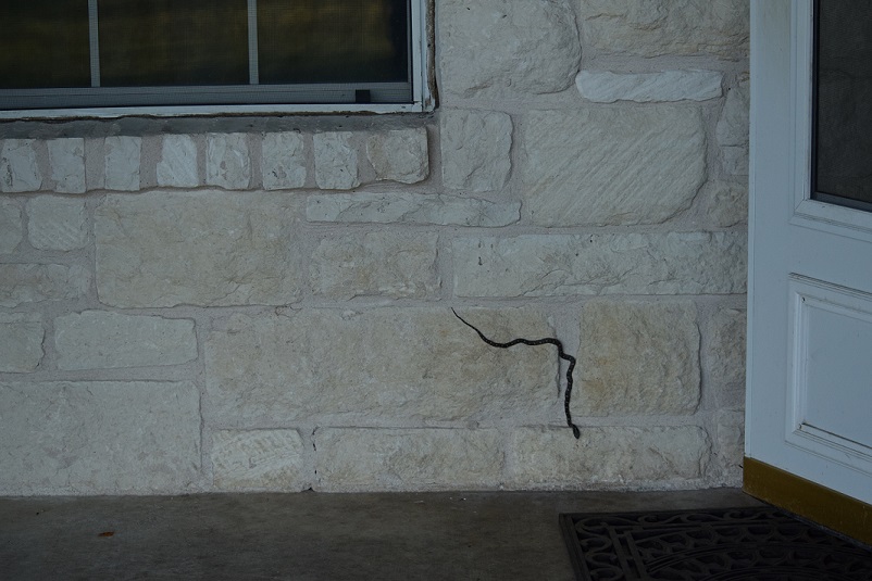 Rat snake on the back porch wall