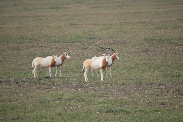 Scimitar Horned Oryx