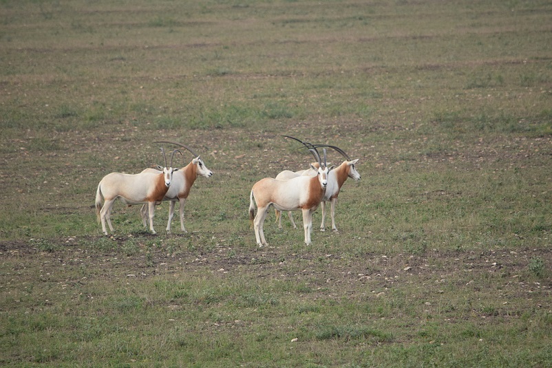 Scimitar Horned Oryx