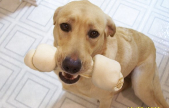 A yellow Labrador Retriever, Abby, with a big rawhide chew
