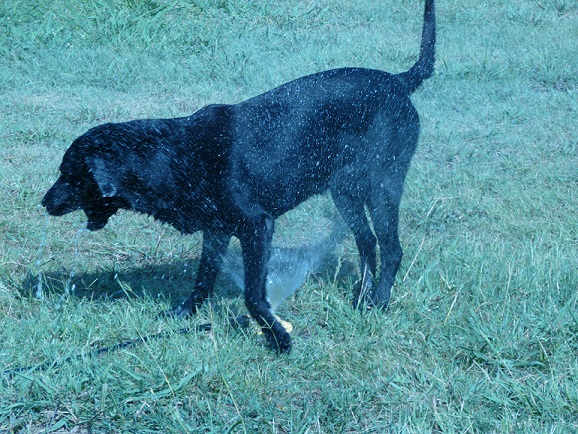 A black Labrador Retriever, Riser, playing in a water sprinkler