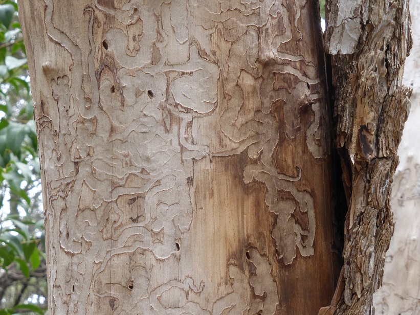 A tree with the burrowed paths showing