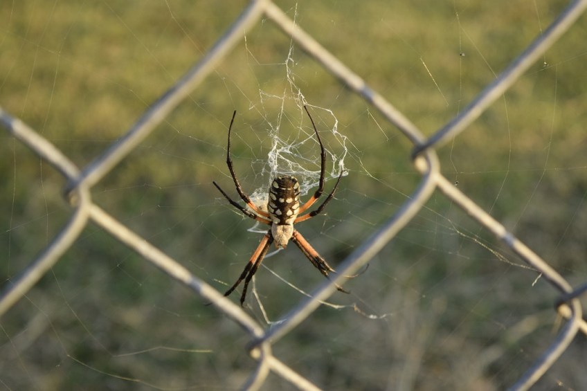 A spider, an Argiope Aurantia, near a wire fence
