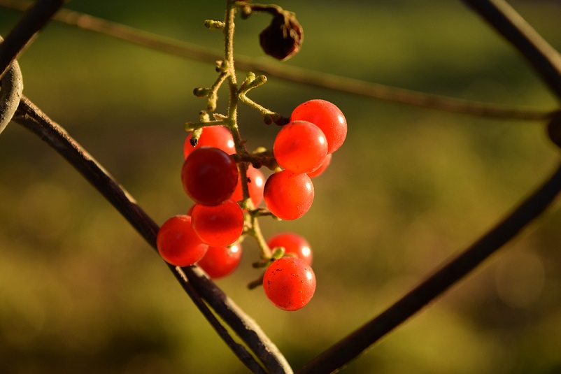 Red berries; but I don't know what plant they are from
