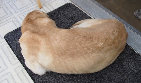 My dog Dusty, a yellow Labrador Retriever, curled up at my side as I sketch