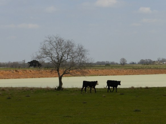 Cattle by a pond