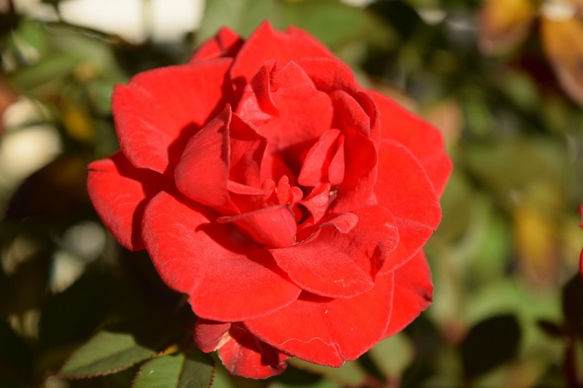 A red rose bloom from a miniature rose bush