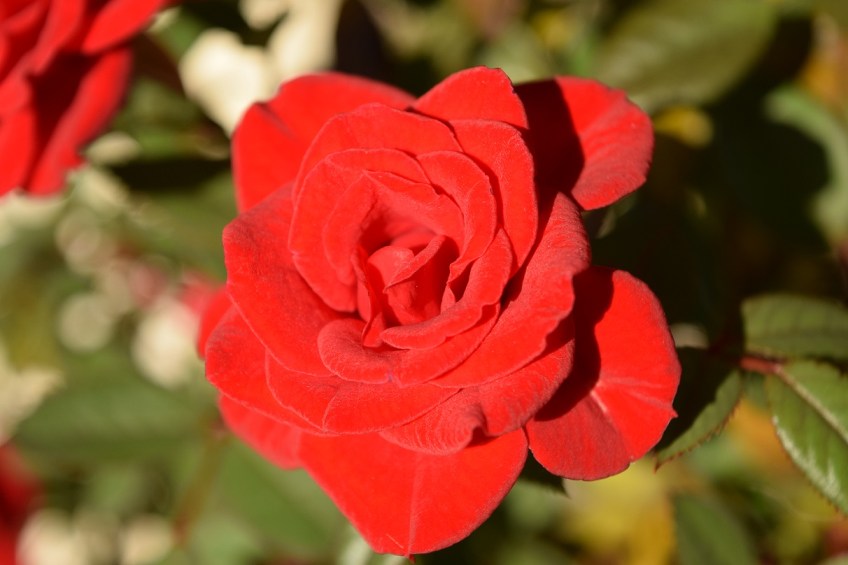 Another red rose bloom from a miniature rose bush