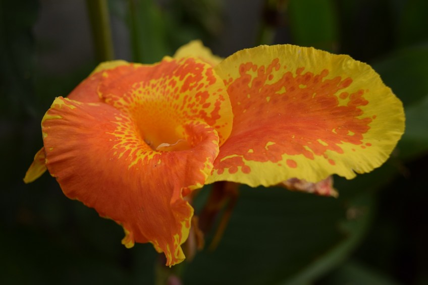 An orange and yellow canna lily Yellow King Humbert