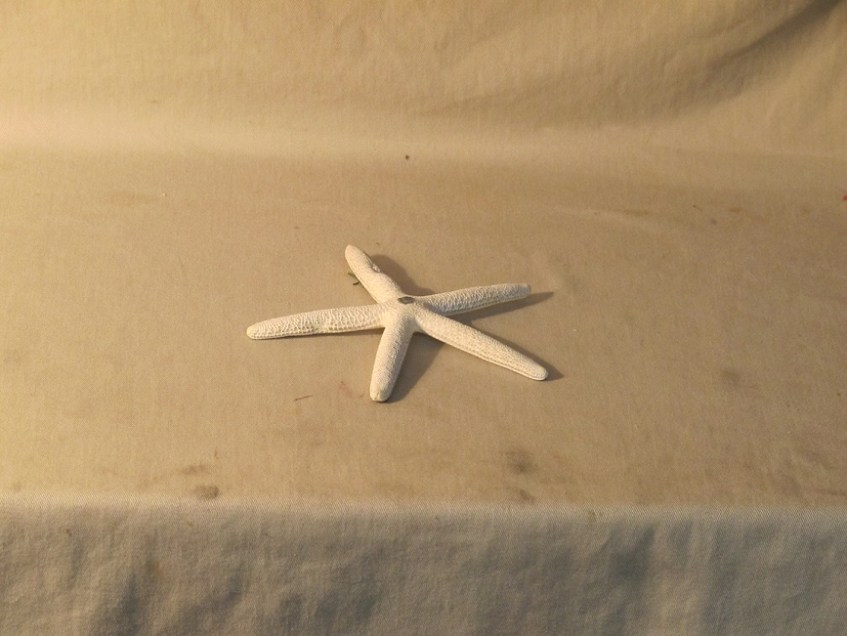 The starfish being sketched