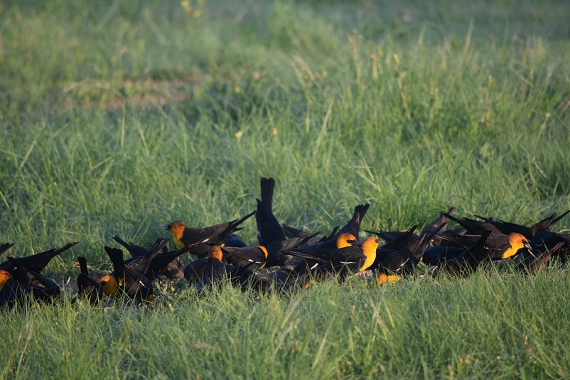 Another photo of the yellow-headed blackbirds eating seed on the ground
