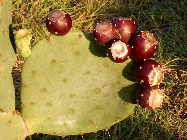 A Prickly Pear cactus with its fruit
