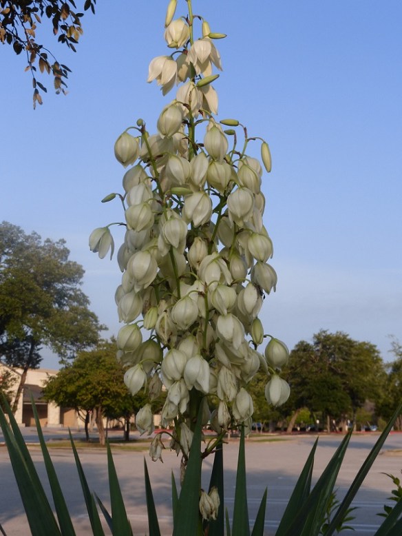 A yucca plant in bloom at a shopping center