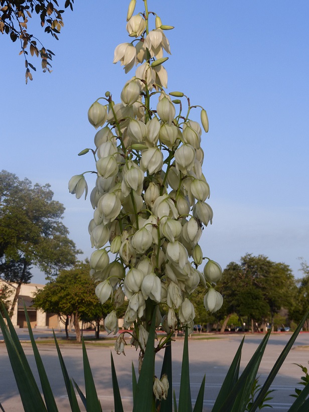 A yucca plant in bloom at a shopping center