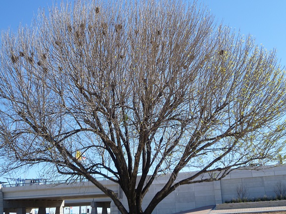 A tree in winter, without any leaves, several bird nests visible