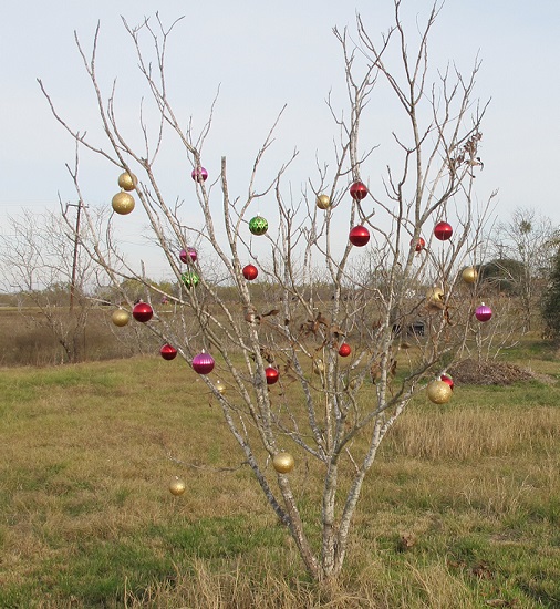 A small pecan tree decorated with Christmas outdoor decorations